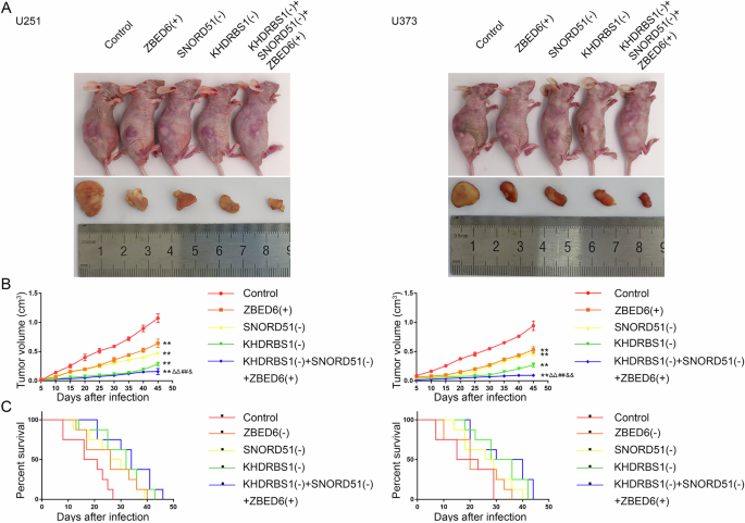 Fig. 8: Knockdown of KHDRBS1, SNORD51 and ZBED6 suppressed tumor growth and prolonged survival in nude mice.