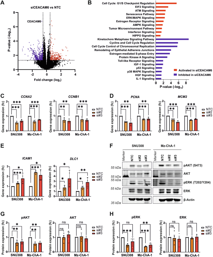 Fig. 3: CEACAM6 knockdown inhibits ERK and AKT signaling.