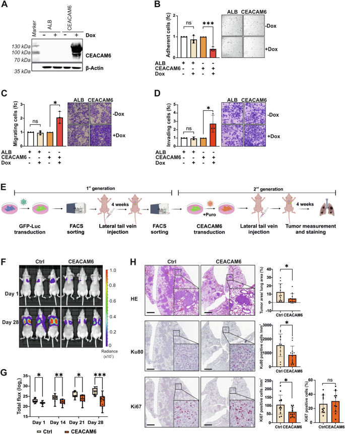 Fig. 4: CEACAM6 regulates cell adhesion and the initial step of cancer metastasis.
