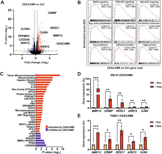 Fig. 5: CEACAM6 regulates gene expression related to cell adhesion and migration.