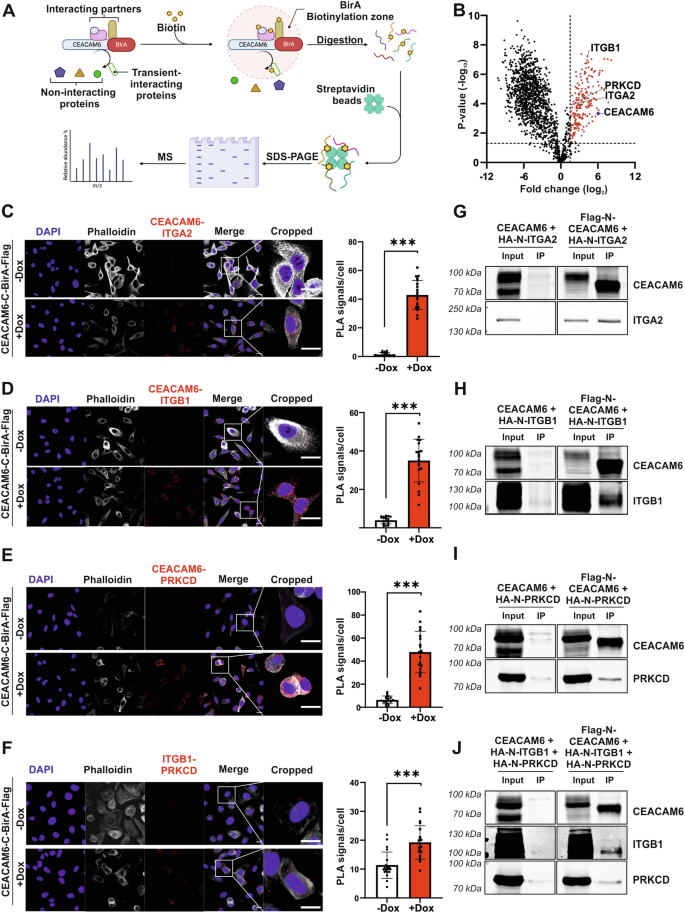 Fig. 6: BirA-BioID and validation of CEACAM6 interacting proteins.