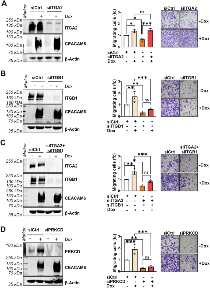 Fig. 7: CEACAM6 collaborates with ITGB1 and PRKCD to regulate cell migration.