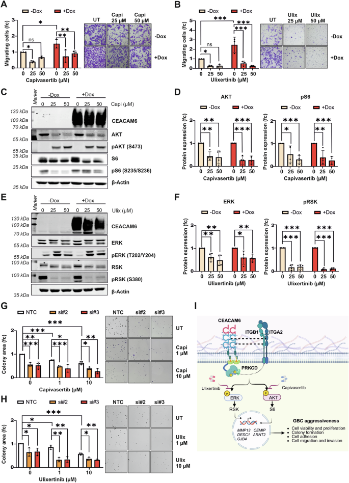 Fig. 8: CEACAM6 function is inhibited by ERK and AKT inhibitors.