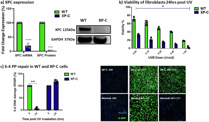 Synthetic rescue of Xeroderma Pigmentosum C phenotype via PIK3C3 ...