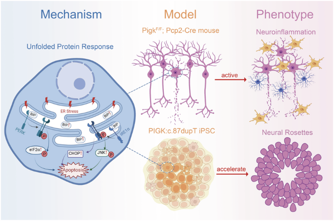 PIGK defects induce apoptosis in Purkinje cells and acceleration of ...