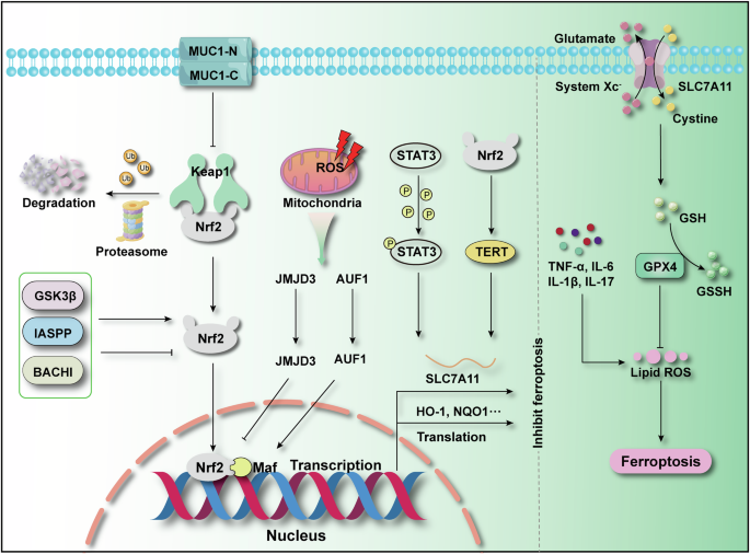 nrf2 and glutathione Glutathione S-transferase pi expression regulates the Nrf2-dependent  response to hormetic diselenides main image 0