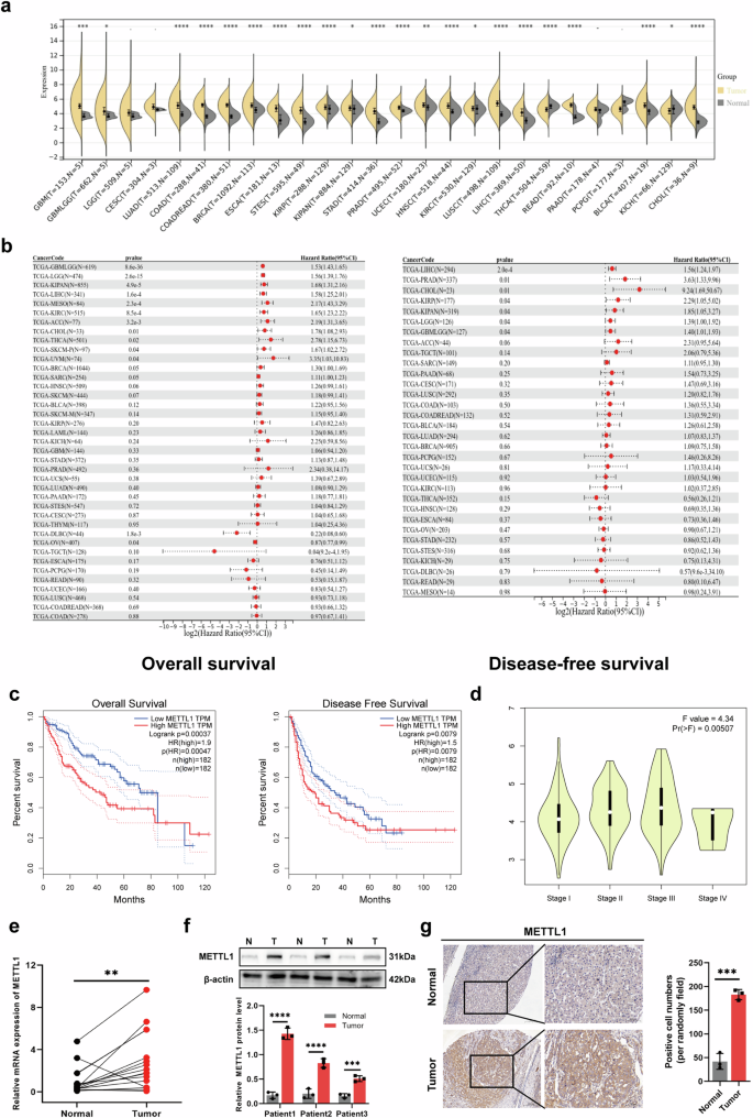 Fig. 5: Clinical and survival analysis of METTL1 in various tumors.