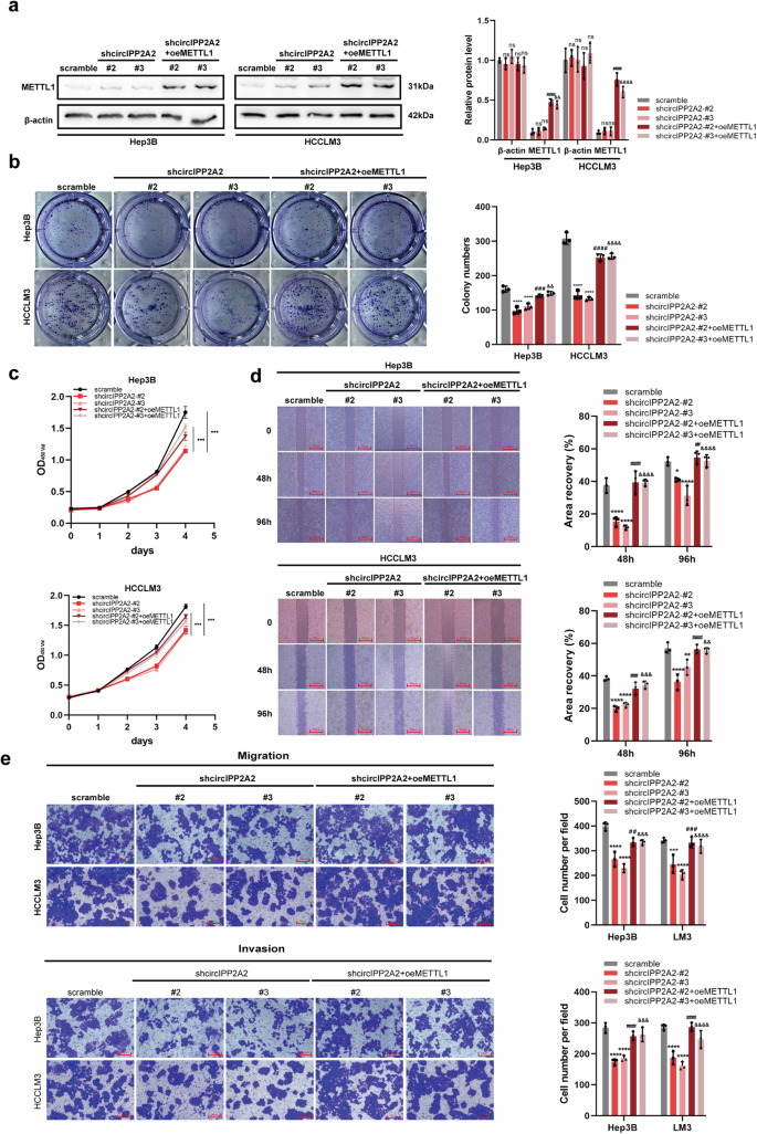 Fig. 6: METTL1 overexpression promoted HCC tumorigenesis and metastasis.