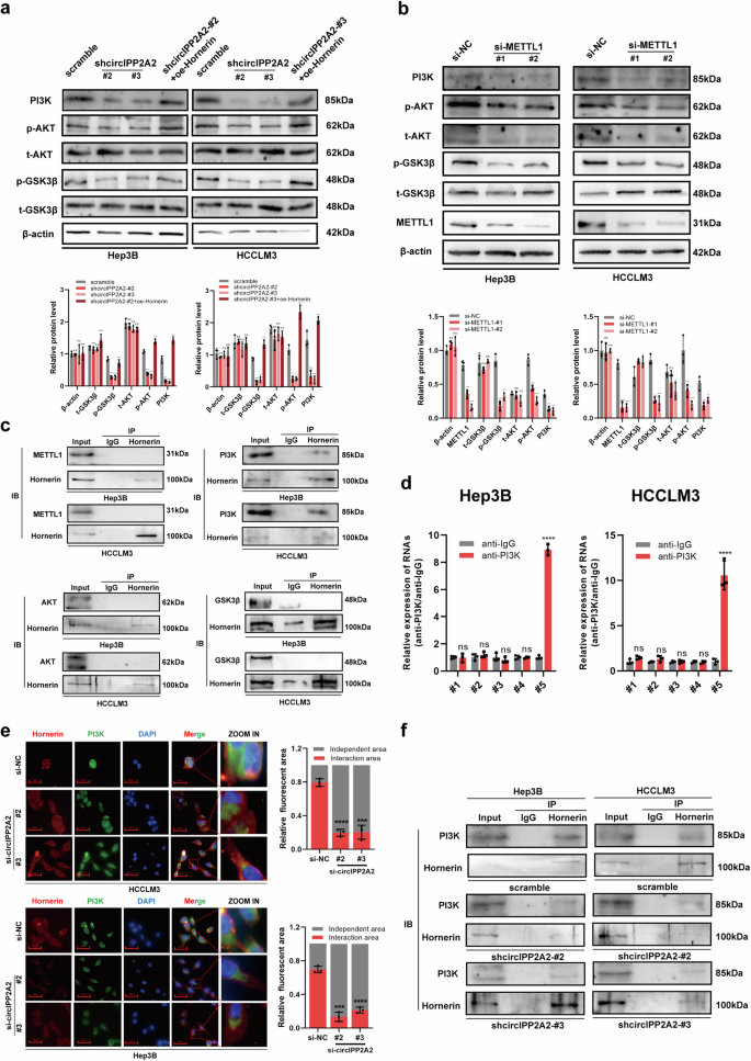Fig. 7: circIPP2A2 served as a scaffold in modulating the Hornerin/PI3K/AKT/GSK3β axis.