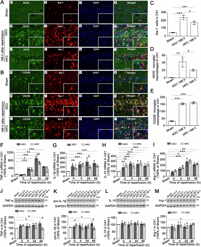 Fig. 1: HPC inhibits M1 polarization of microglia/macrophages in CA1 after tGCI.