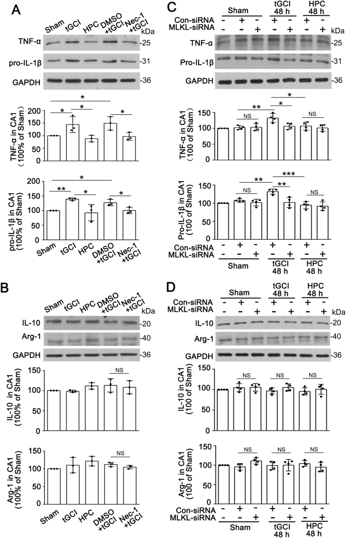 Fig. 2: Inhibition of necroptosis by Nec-1 or MLKL-siRNA suppresses M1 polarization of microglia/macrophages in CA1 after tGCI.