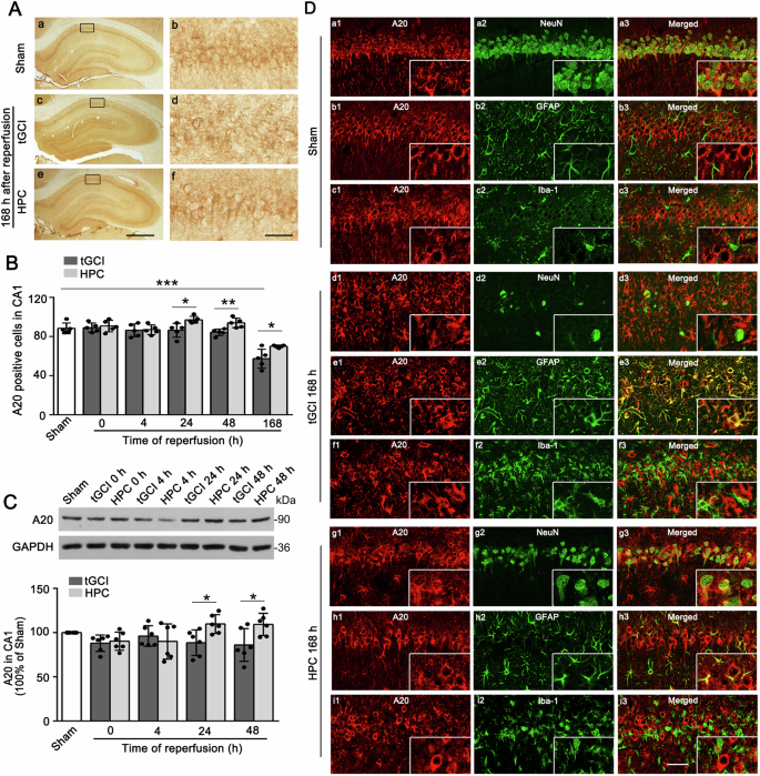 Fig. 3: HPC upregulates the expression of A20 in CA1 after tGCI.
