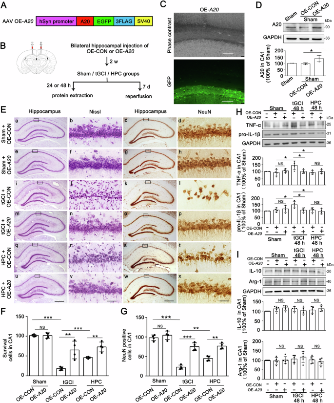 Fig. 5: Overexpression of A20 suppresses M1 polarization of microglia/macrophages and alleviates tGCI-induced neuronal damage in CA1.