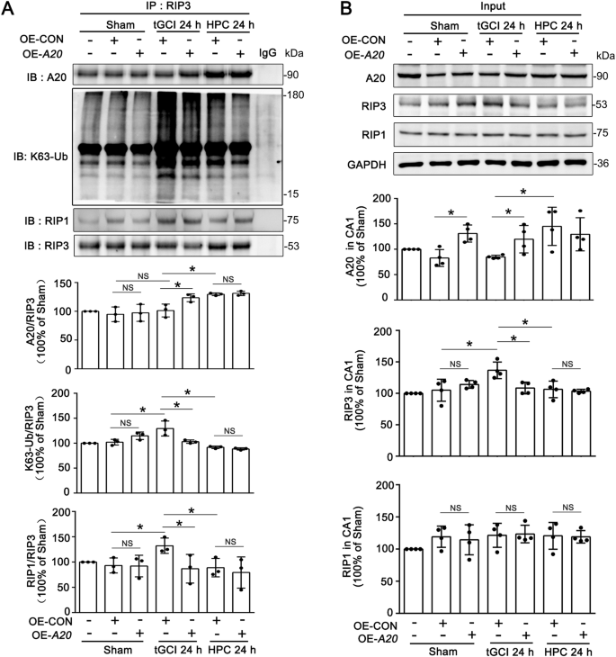 Fig. 8: Overexpression of A20 promotes the interaction between A20 and RIP3, and decreased K63-linked ubiquitination of RIP3 in CA1 after tGCI.