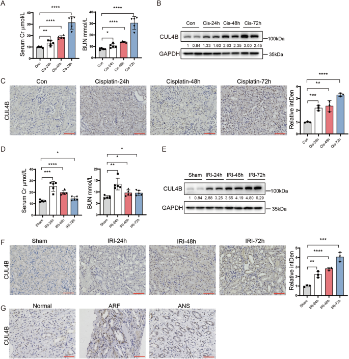 Fig. 1: CUL4B is upregulated in kidneys with acute injury.