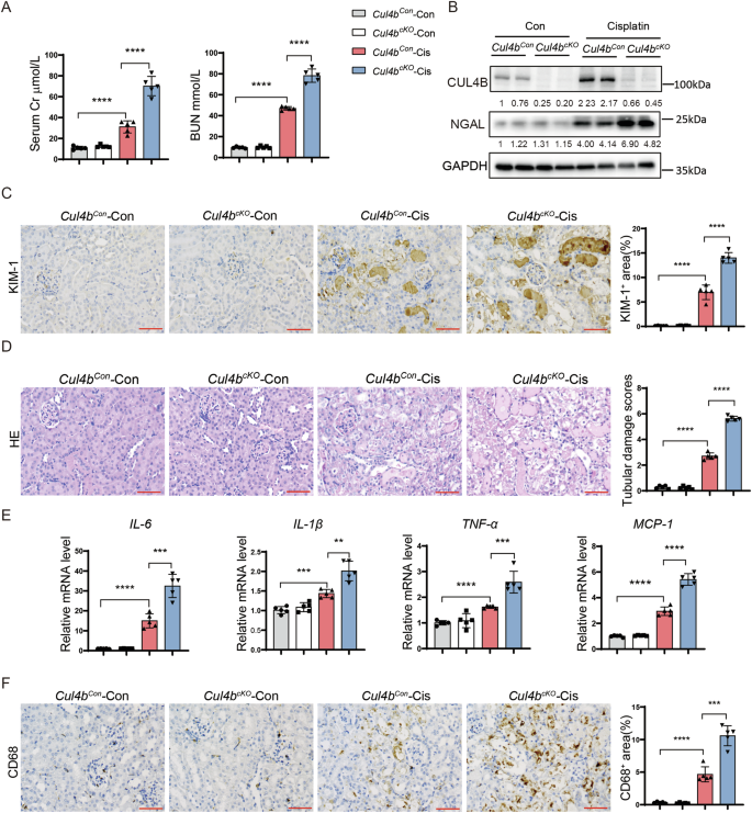 Fig. 2: Cul4b deficiency exacerbates cisplatin-induced AKI.