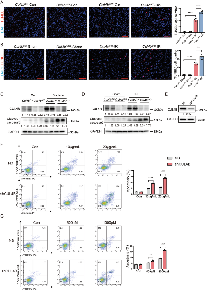 Fig. 3: Loss of CUL4B renders TECs more susceptible to apoptosis.
