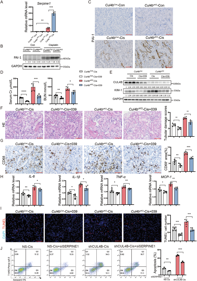 Fig. 4: Cul4b deficiency enhances AKI through upregulating PAI-1 expression.