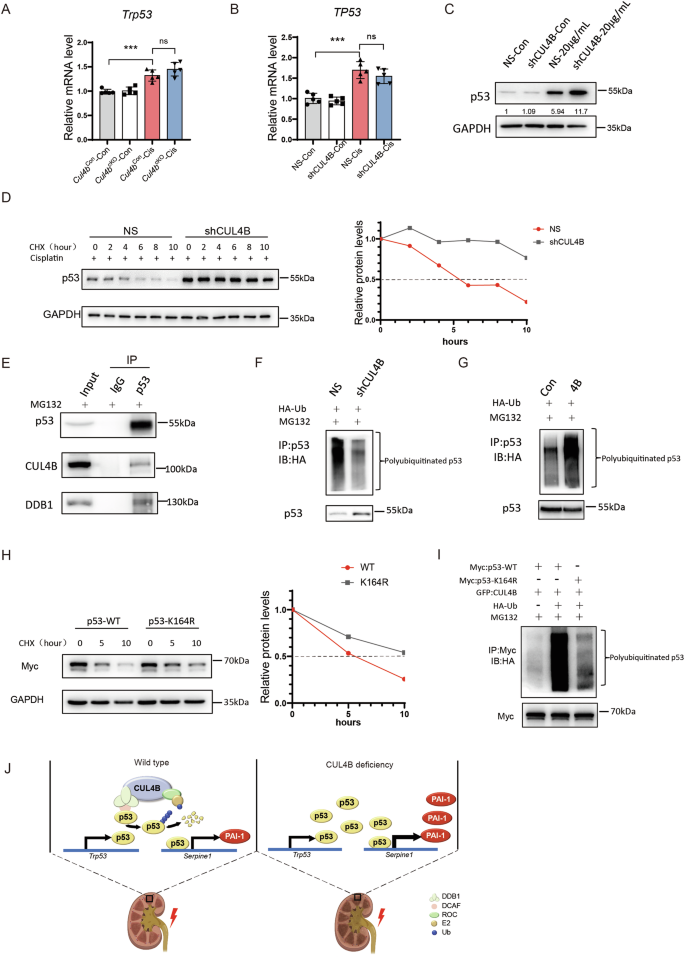 Fig. 6: CRL4B complex catalyzes polyubiquitination of p53 at K164 to promote its degradation.