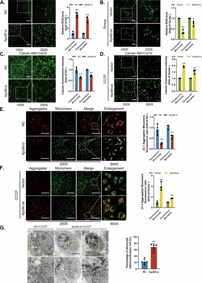 Fig. 2: Absence of ApoM induces mitochondrial damage.