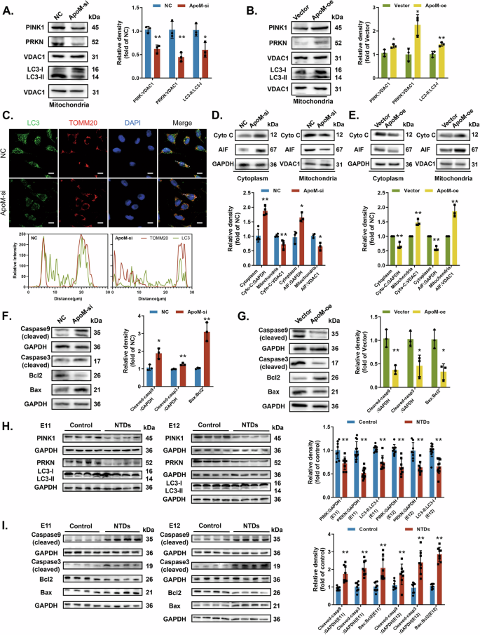 Fig. 3: ApoM suppresses mitophagy and promotes apoptosis.