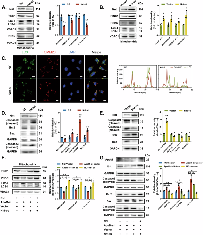 Fig. 4: ApoM maintains cell homeostasis via Nnt.