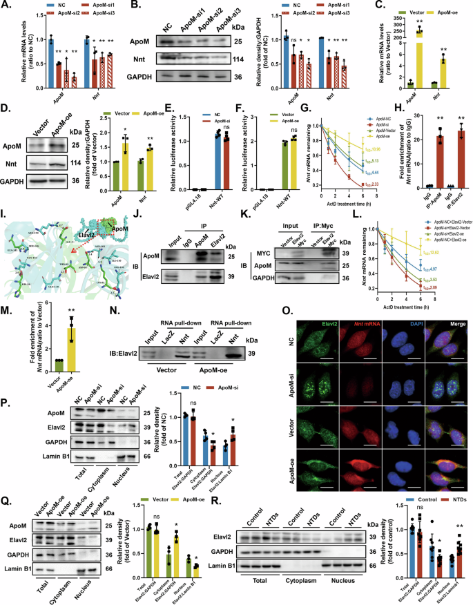 Fig. 5: ApoM acts as a scaffold protein to recruit Elavl2 to stabilize Nnt mRNA.