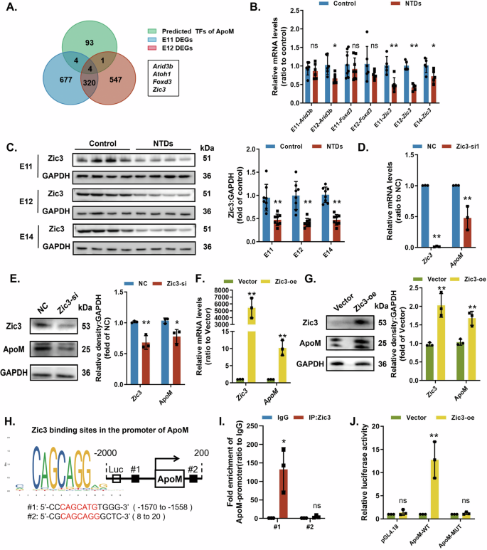 Fig. 6: Zic3 positively regulates the transcription of ApoM.