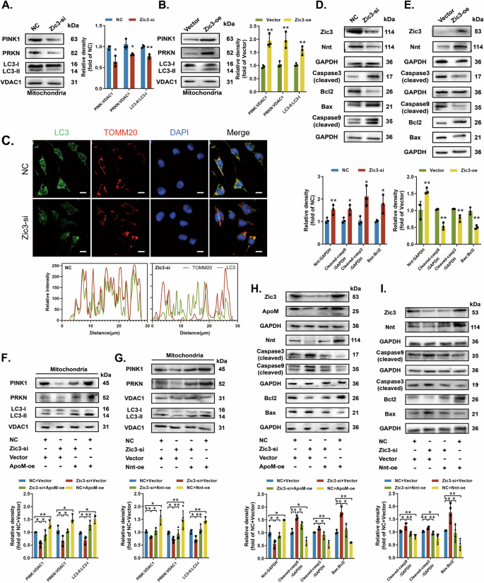Fig. 7: Zic3-ApoM-Nnt axis mediates cell homeostasis between mitophagy and apoptosis.