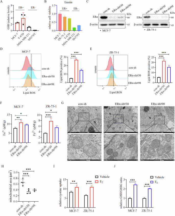 Fig. 1: Estrogen/ERα is involved in regulating ferroptosis in ER+ breast cancer cells.