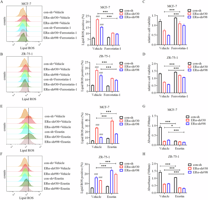Fig. 2: Ferroptosis inhibitor Ferrostatin-1 attenuates, whereas Erastin enhances ferroptosis induced by knockdown of ERα.