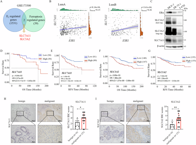 Fig. 3: High level of SLC7A11/SLC3A2 is positively correlated with ERα and poor prognosis in breast cancer.