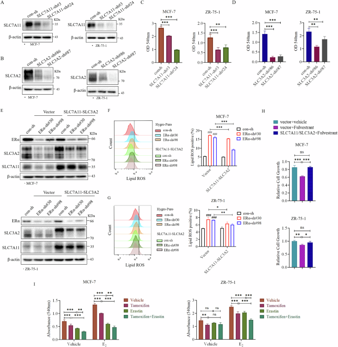Fig. 5: SLC7A11 and SLC3A2 mediate ERα inhibition of ferroptosis in ER+ breast cancer cells.