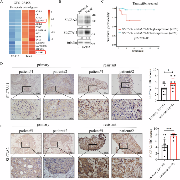 Fig. 6: SLC7A11 and SLC3A2 are upregulated in endocrine resistant breast cancer.