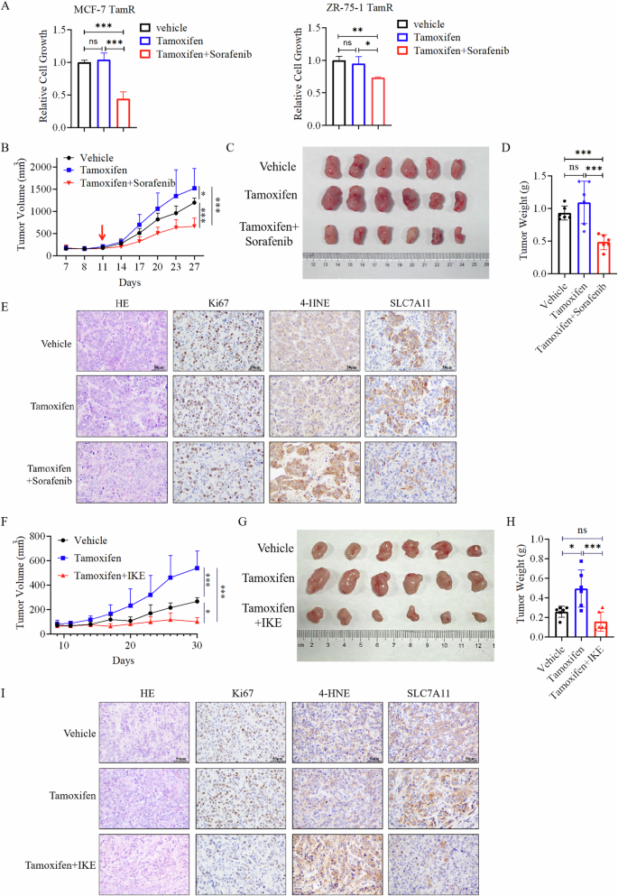 Fig. 7: Ferroptosis inducer inhibits the growth of Tamoxifen resistant ER+ breast tumors.