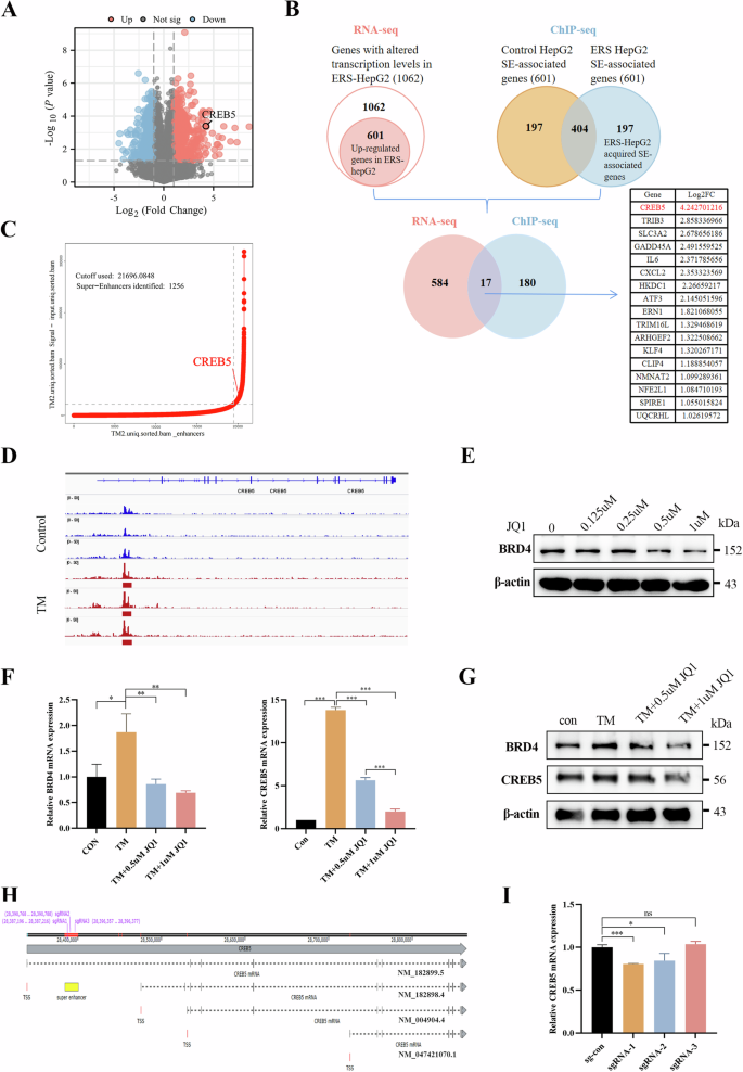 Fig. 1: CREB5 is a key target gene of ERS-related SE in HCC.