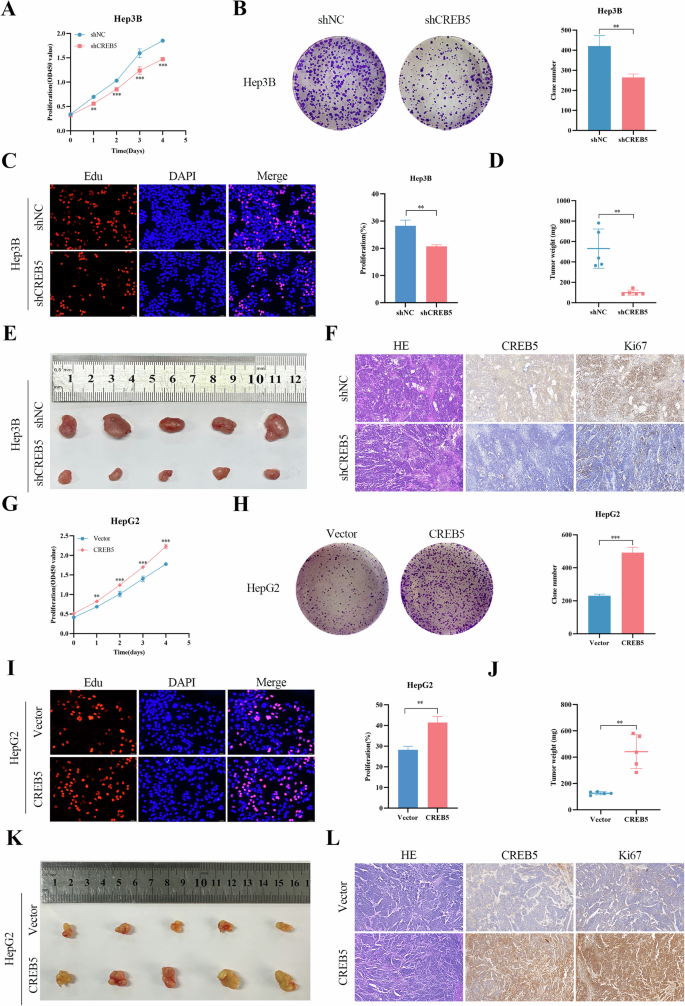Fig. 4: CREB5 promotes proliferation of HCC in vivo and in vitro.