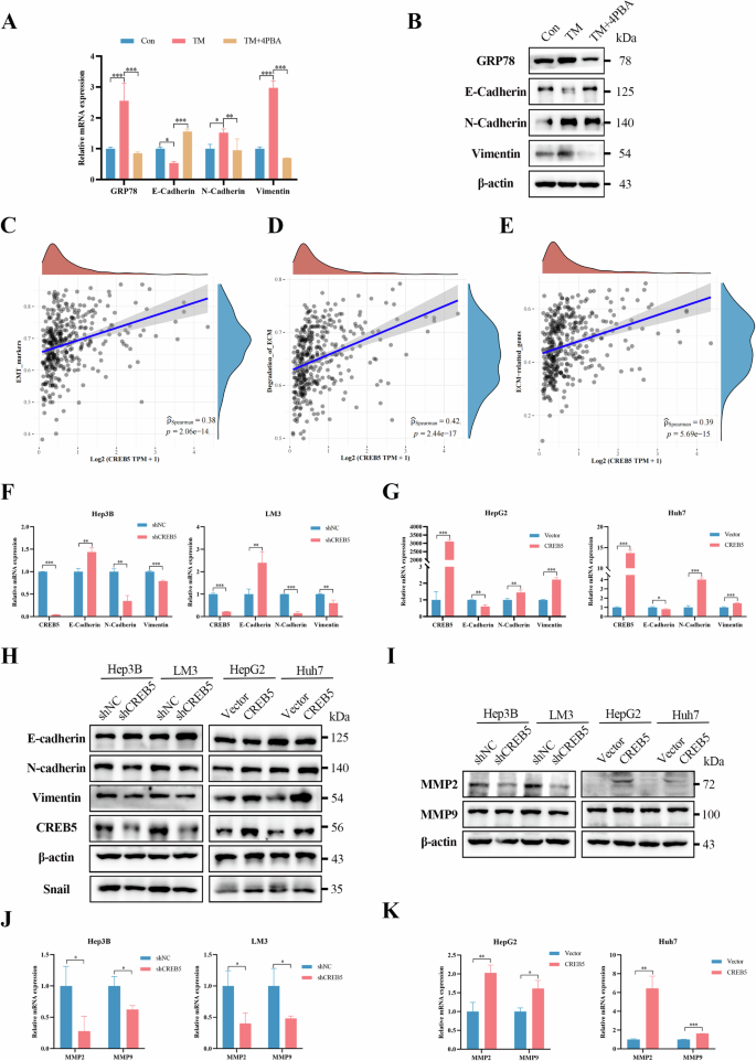 Fig. 6: ERS promotes EMT through CREB5.
