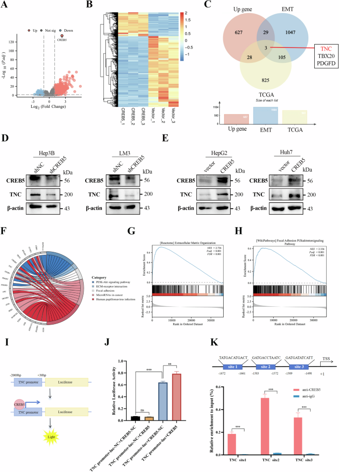 Fig. 7: TNC is a downstream effector of CREB5.