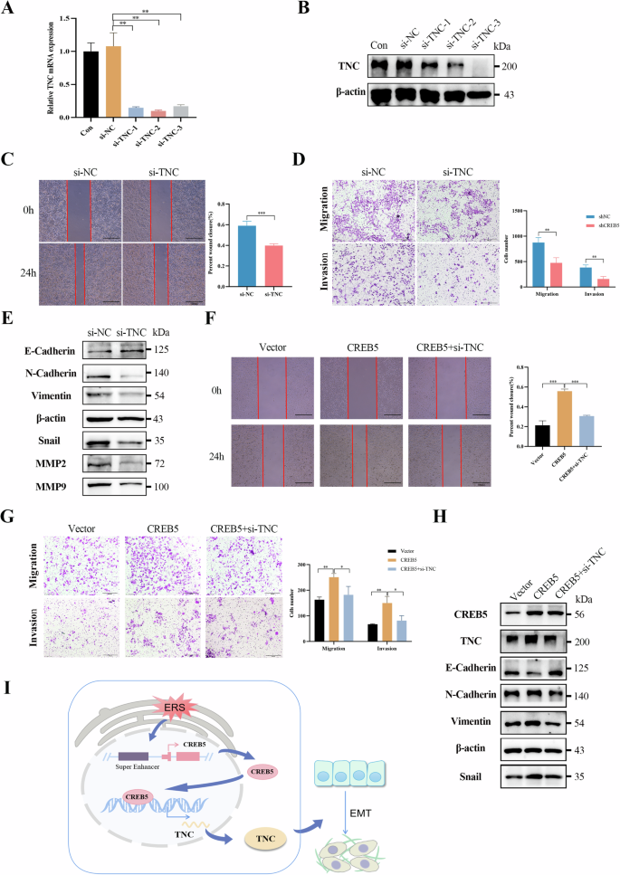Fig. 8: CREB5 promotes EMT of liver cancer cells through TNC.