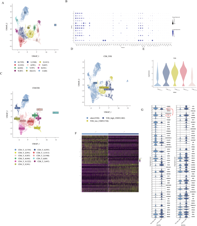 Fig. 2: Basic information of the data and the integration of TOX+CD8 T and TOX−CD8 T cells.