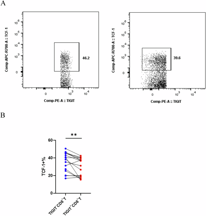 Fig. 5: Reduced expression of TCF-1 in TIGIT+CD8+ T cells from ECC patients.