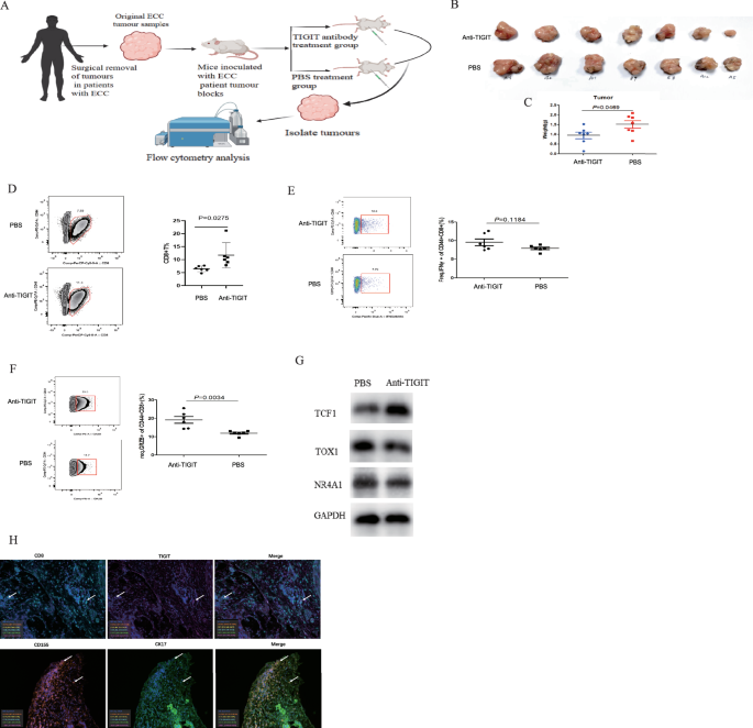 Fig. 6: Immunotherapeutic effects of TIGIT antibody in the PDX model.