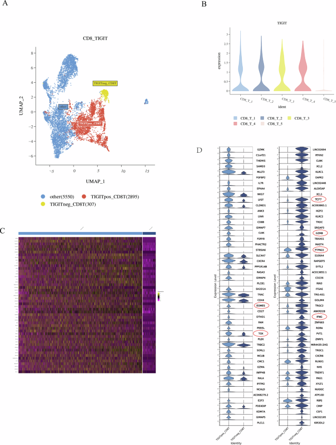 Fig. 7: Basic information of the data and the integration of TIGIT+CD8 T and TIGIT−CD8 T cells.