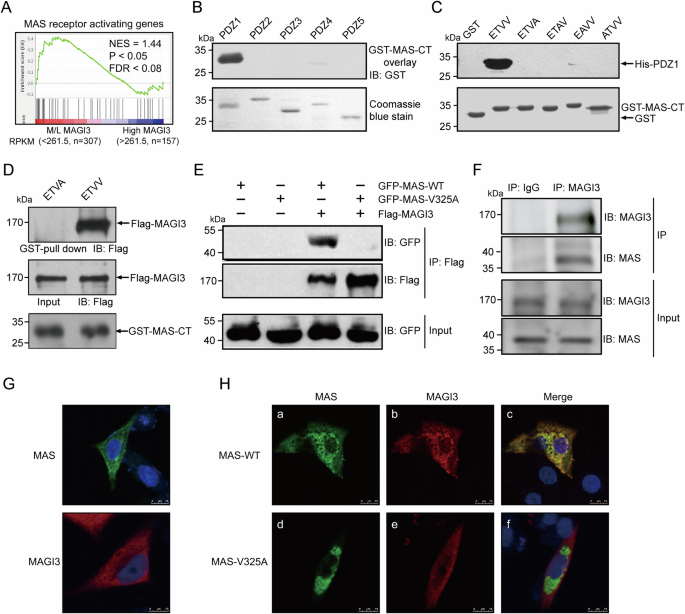 Fig. 2: MAGI3 specifically interacts with MAS through its carboxyl terminus.