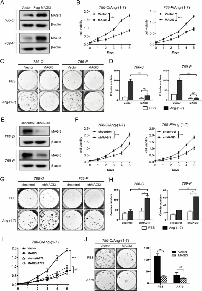 Fig. 3: MAGI3 inhibits proliferation of ccRCC cells.