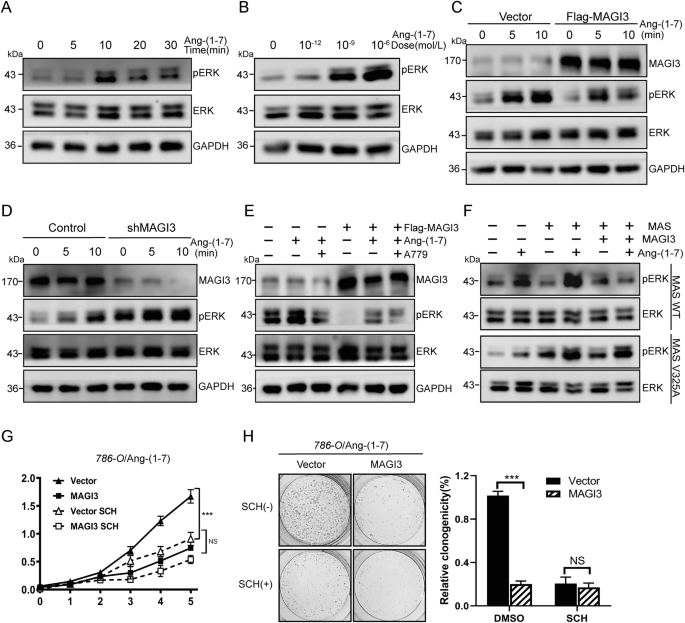 Fig. 4: MAGI3 inhibits MAS-mediated ERK activation.