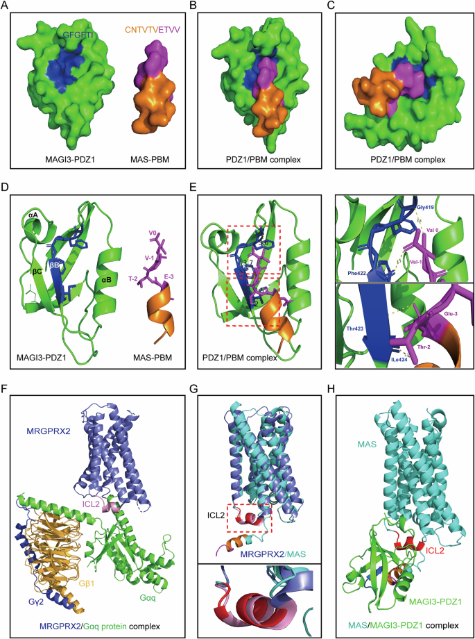 Fig. 5: Molecular dynamics simulation of the carboxyl terminus of MAS bound with MAGI3 to block the coupling of G protein with the intracellular loop 2 (ICL2) of MAS.