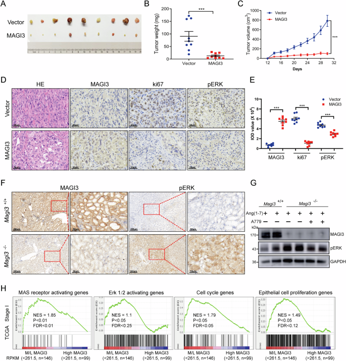 Fig. 6: MAGI3 inhibits MAS-induced ccRCC tumor proliferation in vivo.