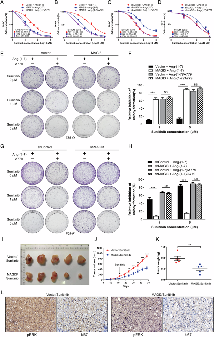 Fig. 7: MAGI3 improves Sunitinib sensitivity by suppressing the MAS/ERK signaling pathway.